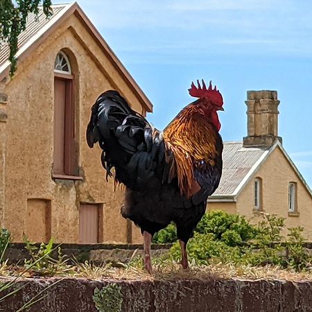 Woolmers Estate Longford 외부 사진